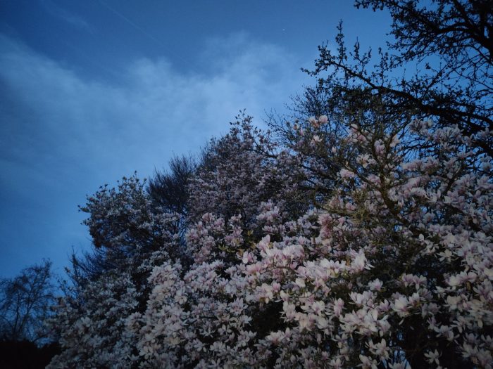 Cerisier en fleurs au crépuscule.