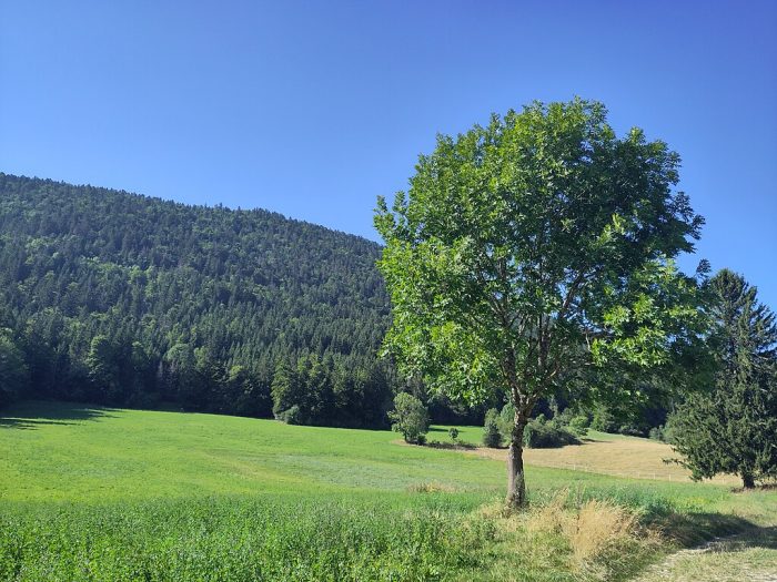 Un joli arbre dans les montagnes.